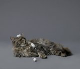 Ratones escalada en gatos pecho y cabeza - foto de stock