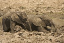 Дитячі слони мають грязьову ванну — стокове фото