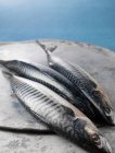 Три свежепойманные рыбки макрель — стоковое фото