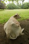 Bull resting on ground — Stock Photo