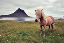 Исландская лошадь на лугу — стоковое фото