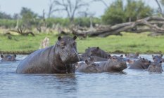 Hipopótamos salvajes en el agua, delta del okavango, botswana - foto de stock