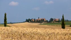 Wheat field in landscape — Stock Photo