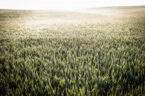 Herbe haute et blé — Photo de stock