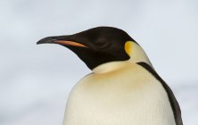 Pinguim-imperador na pista de gelo — Fotografia de Stock