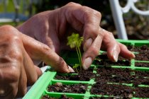 Senior woman seedling plants, focus on hands — Stock Photo