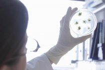 Scienziato che esamina la capsula di Petri in laboratorio — Foto stock