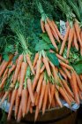 Гроздья свежей спелой моркови — стоковое фото
