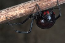 Primer plano de araña viuda negra colgando en la rama - foto de stock