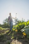 Giardiniere zappa stretta accanto al cerotto zucchina — Foto stock