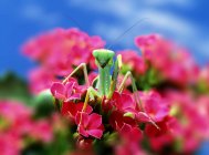 Mantis religiosa sentada sobre flores - foto de stock