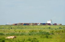 Conteneurs dans le chantier naval par champ rural vert avec vache — Photo de stock
