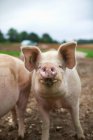 Close up of cute little pigs snout looking at camera — Stock Photo