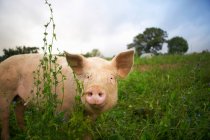 Pig walking in grass — Stock Photo