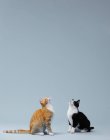 Gatos sentados olhando para cima no ar — Fotografia de Stock