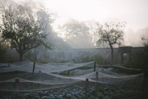 Netze, die Pflanzen im ummauerten Nutzgarten bedecken — Stockfoto