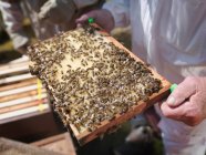 Beekeeper inspect honey combs — Stock Photo
