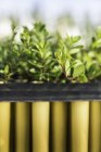 Close up of rows of seedling plants in plant growth research centre greenhouse — Stock Photo