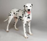 Dalmatian dog sticking tongue, studio shot — Stock Photo