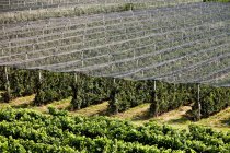 Cover over vines in vineyard — Stock Photo