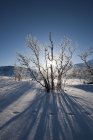 Paisagem congelada perto de Kiruna — Fotografia de Stock