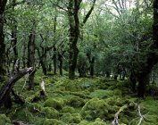 Moss covered oak trees — Stock Photo