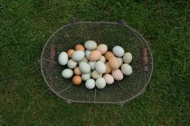 Vista dall'alto delle uova appena raccolte nel cestino — Foto stock