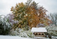 Casa e árvores em paisagem nevada — Fotografia de Stock