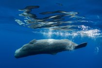 Baleia nadando debaixo d 'água — Fotografia de Stock