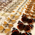 Butterflies in collectors case — Stock Photo