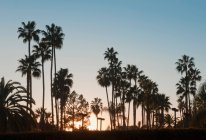 Palm trees at sunset — Stock Photo
