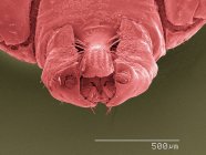 Tick mouthparts with scaled rule — Stock Photo