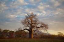 Vista del árbol de Baobab - foto de stock