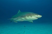 Underwater portrait of lemon shark — Stock Photo