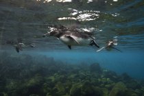 Pinguins de Galápagos nadando, Ilhas Galápagos, Equador — Fotografia de Stock