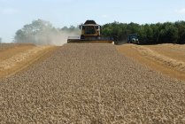 Trituradora cosechando trigo en el campo - foto de stock
