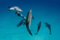 Snorkeler swimming with dolphins — Stock Photo