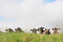 Vacas em campo cercado gramado — Fotografia de Stock