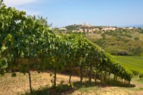 Виноградники в винограднике в ряд — стоковое фото