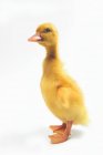 Yellow duck on white — Stock Photo