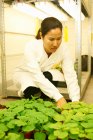 Жінка-вчена порівняння зразків рослин в лабораторії — стокове фото