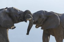 Dos elefantes africanos peleando - foto de stock