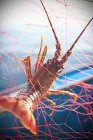 Aragosta catturata nella rete da pesca — Foto stock