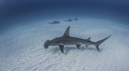 Great Hammerhead Shark swimming with Nurse Sharks in background — Stock Photo