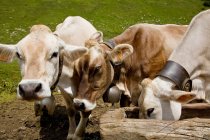 Three cows feeding from trough in sunlight — Stock Photo