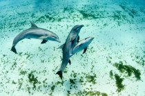 Рождение самки дельфина — стоковое фото