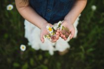 Vista aerea delle mani della ragazza che tengono fiori di margherita — Foto stock