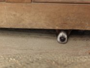 Dog hiding under wooden cabinet — Stock Photo