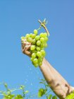 Male hand holding bunch of grapes — Stock Photo