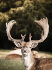 Portrait of deer in wild nature, Aarhus, Denmark — Stock Photo
